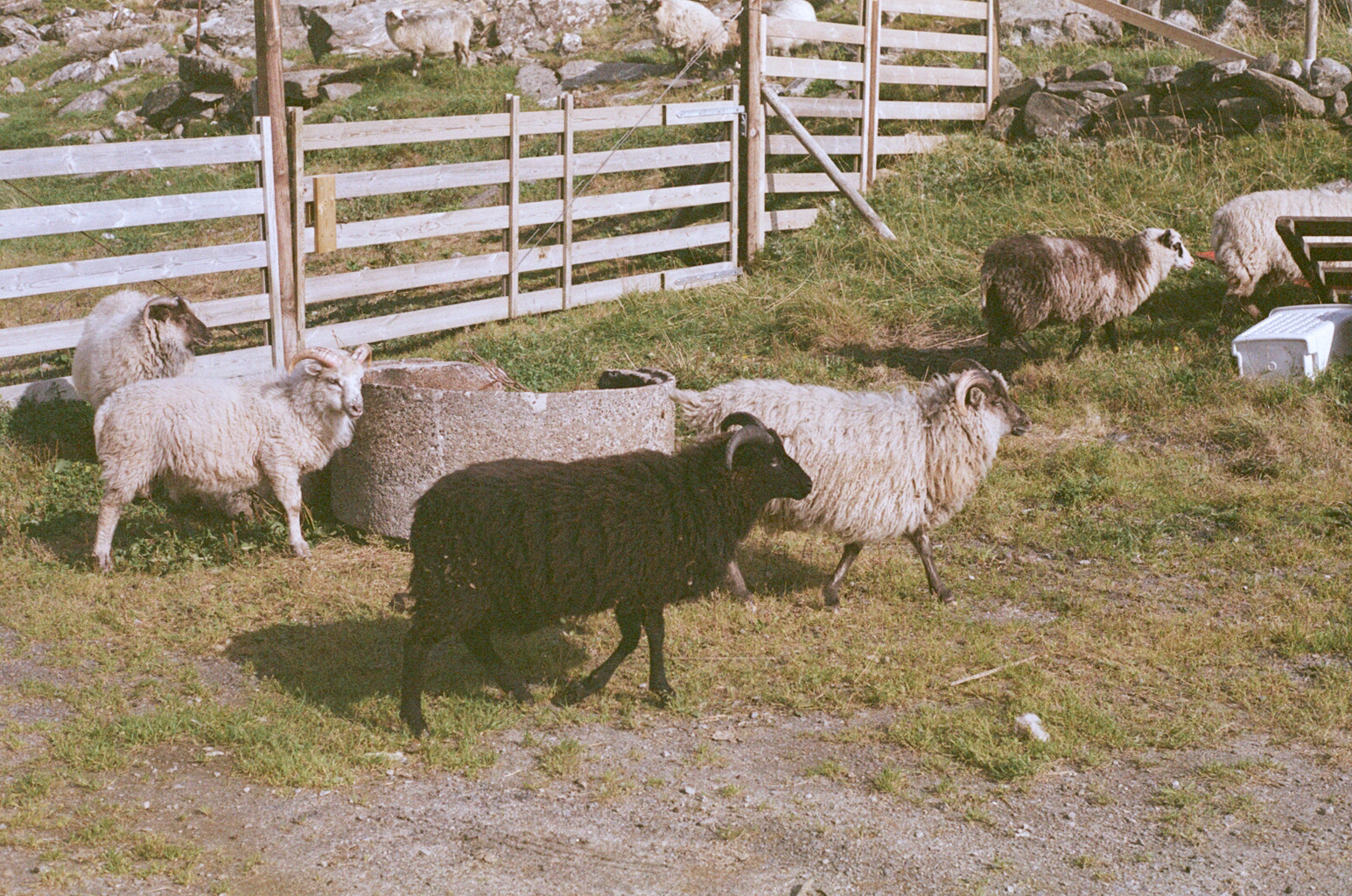 Visiting a local farm to shear sheep for wool / Copyright © Michael Taiwo 2019