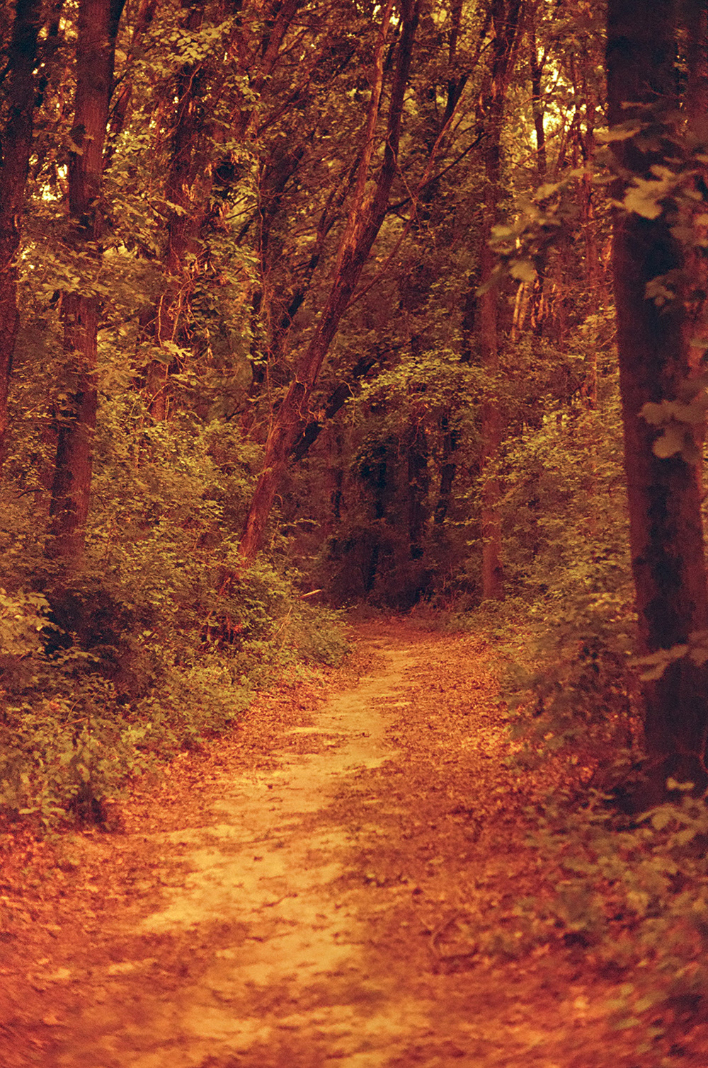 A path in the UW Arboretum; shot with Lomo Redscale 200 film