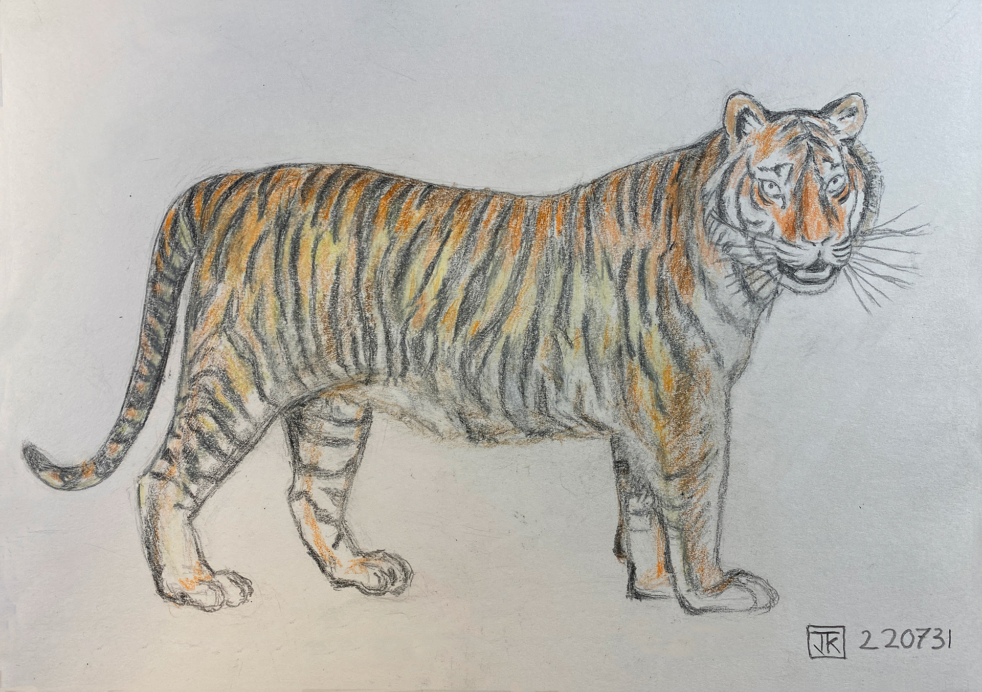 A Tiger