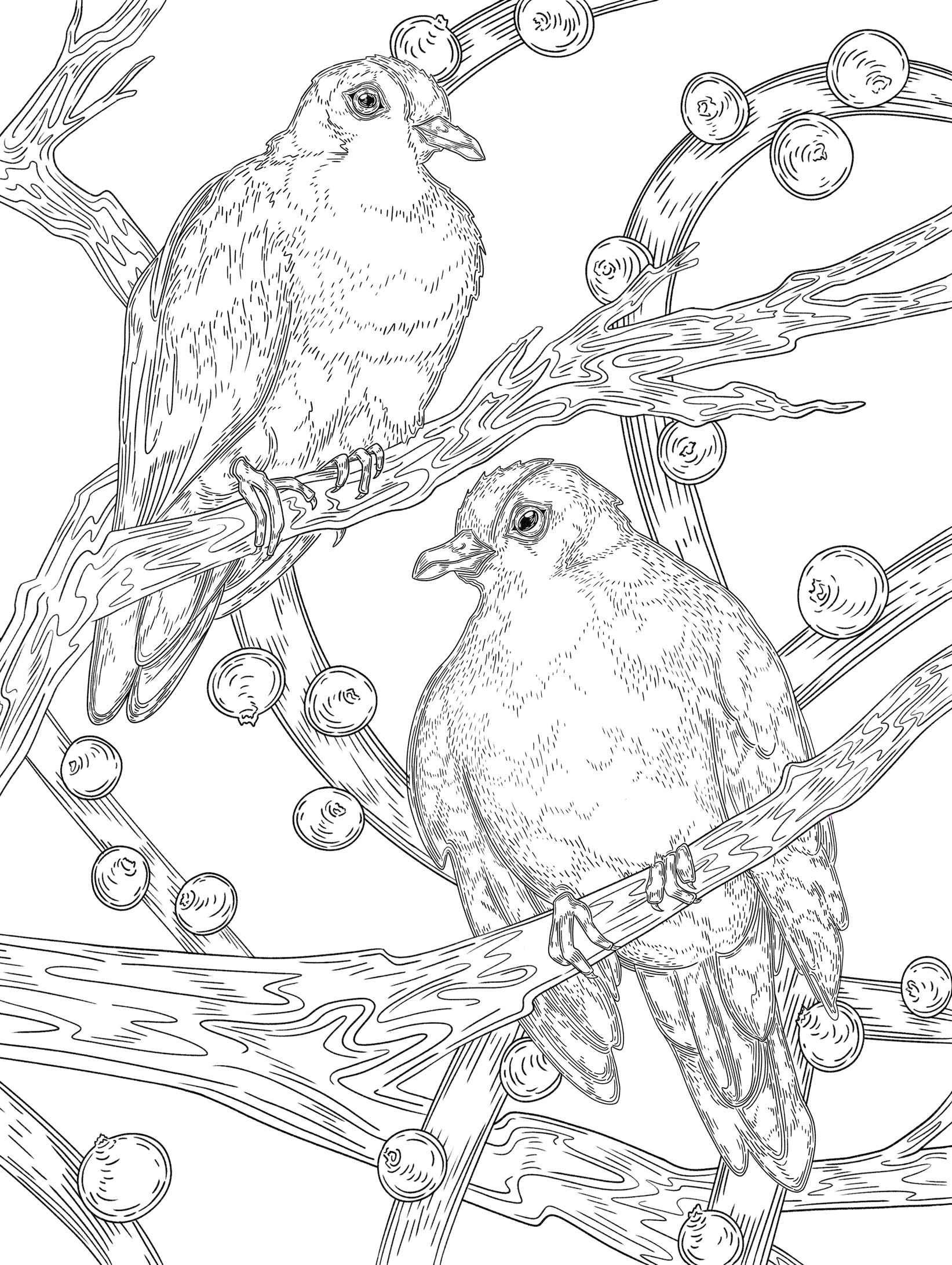 Rapa Fruit Dove Coloring Page