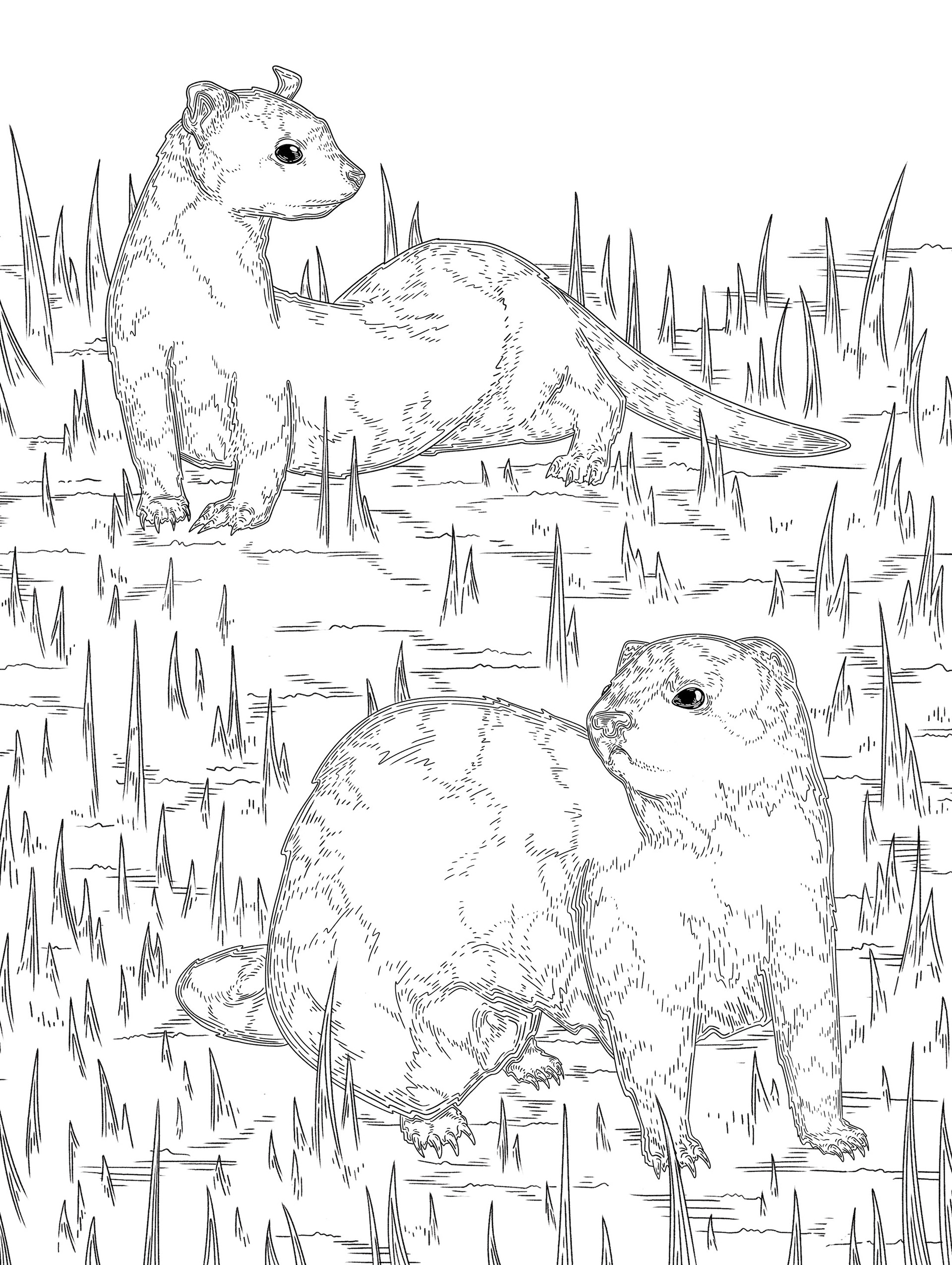 Black-Footed Ferret Coloring Page
