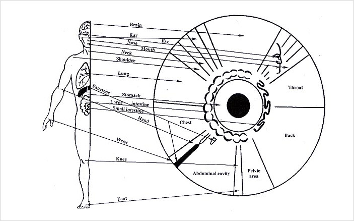 Fig. 22