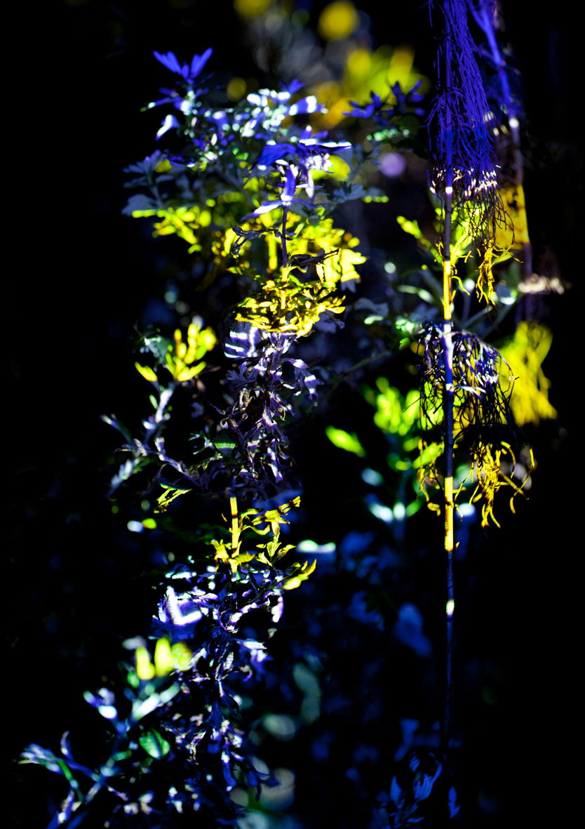 Artificial Flower 4, 2011. C-print photo, diasec, 98 x 67.2cm