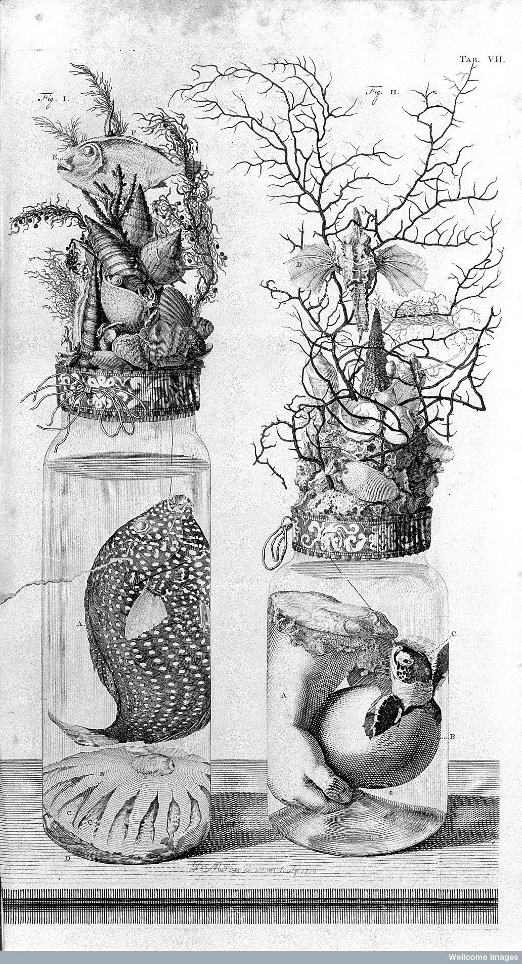 Fig. 6