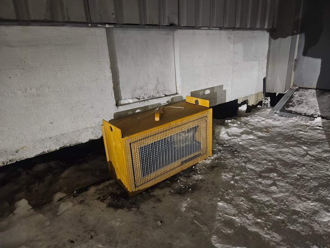 Katt fanget inn i minus 24, Tønsberg. Bilde: Kattens beskytter Vestfold