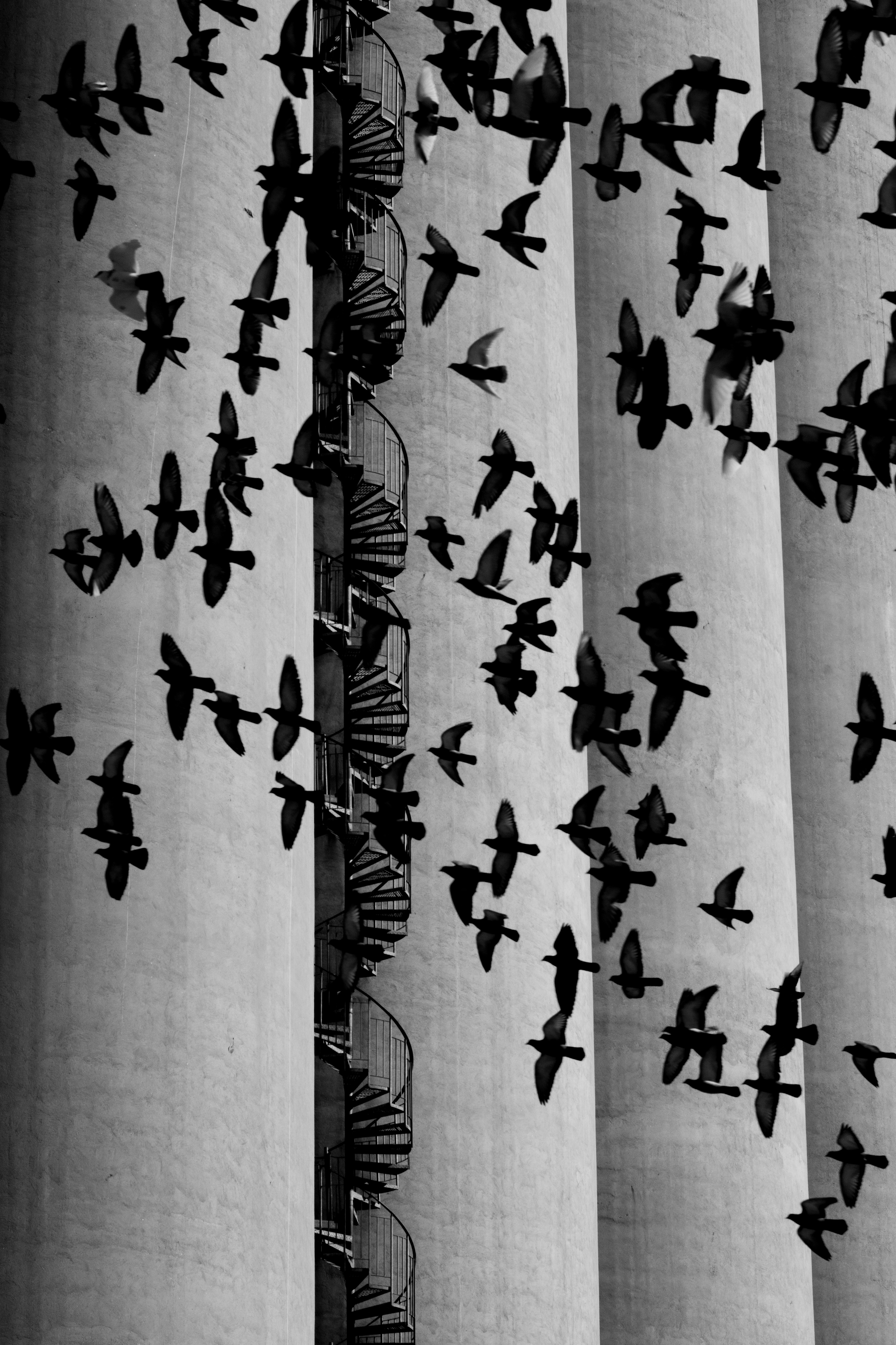 Pigeon et escalier II.