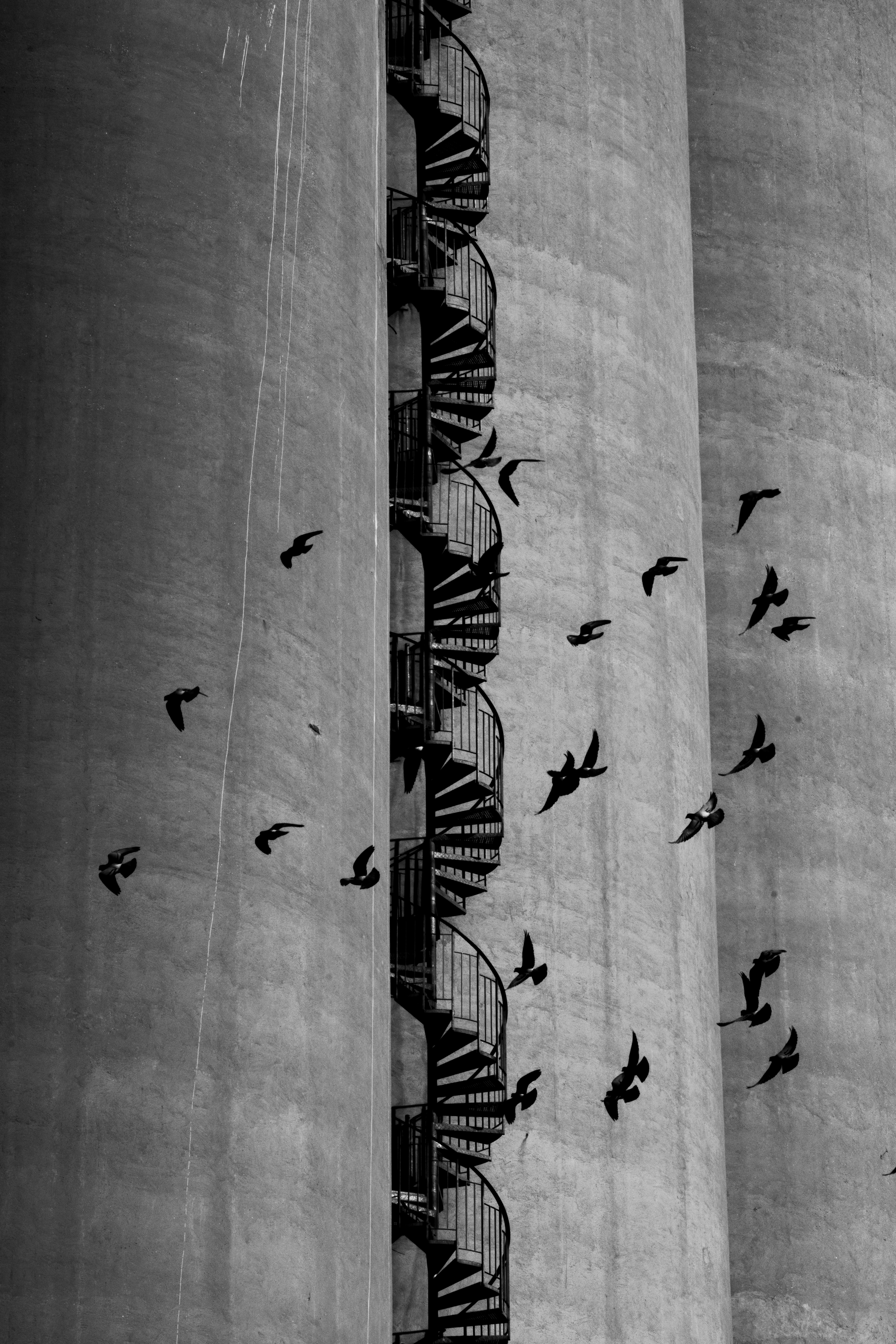 Pigeon et escalier I.
