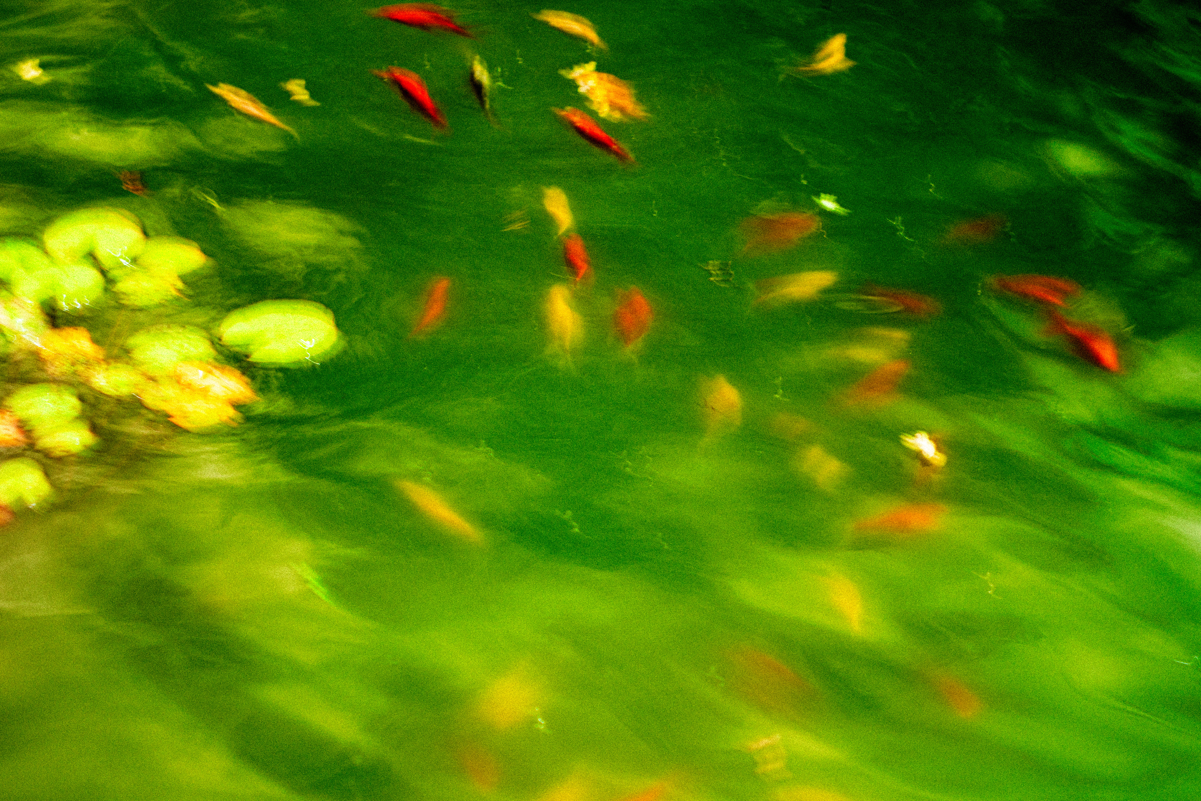 Quelques poissons.