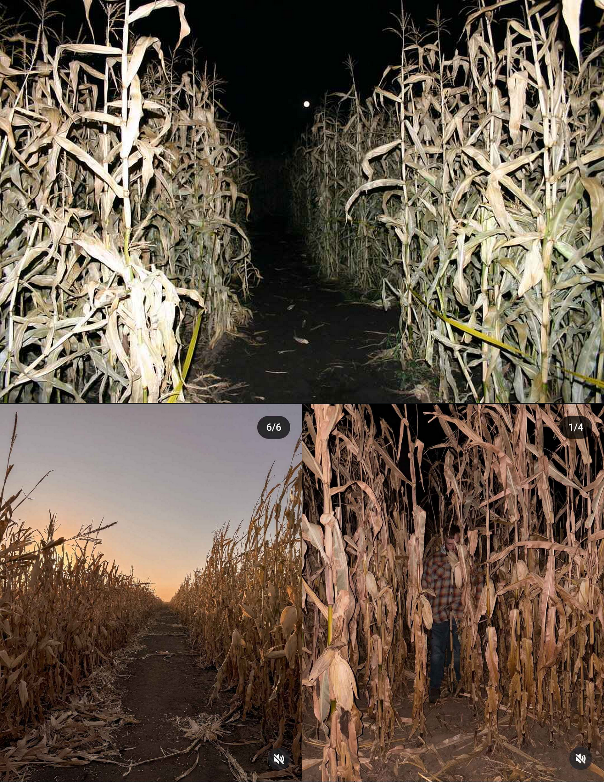 corn field reference