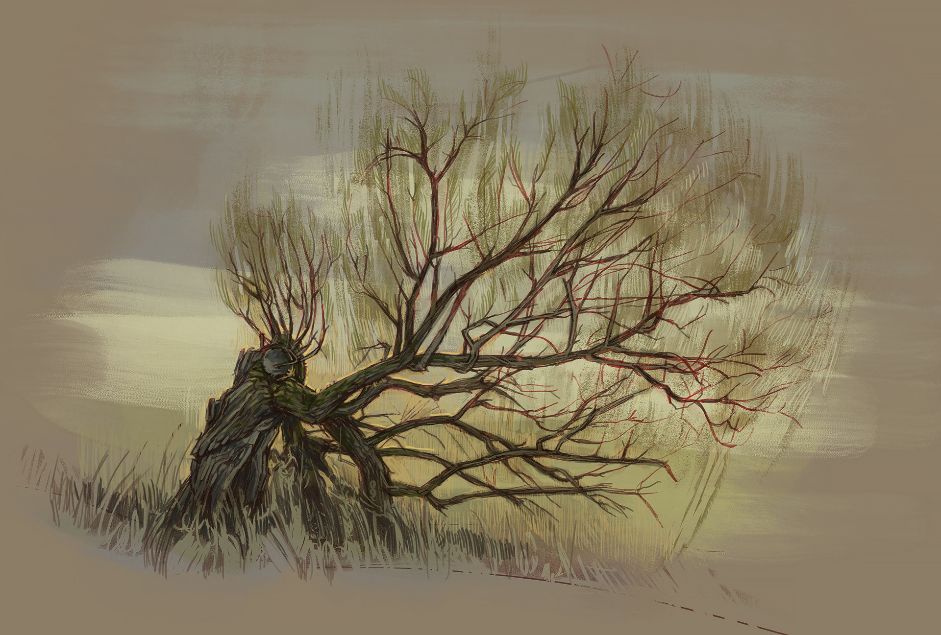 old willow tree study