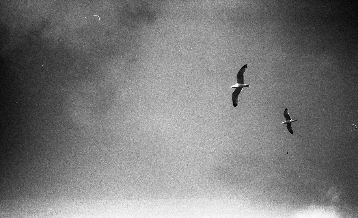 birds, from photographic series atlas of clouds