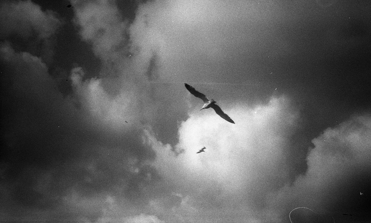 clouds and birds, from photographic series atlas of clouds