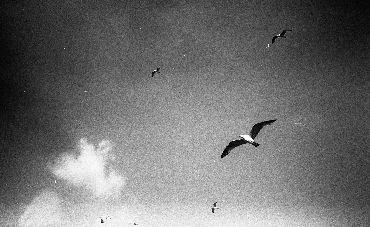 clouds and birds, from photographic series atlas of clouds