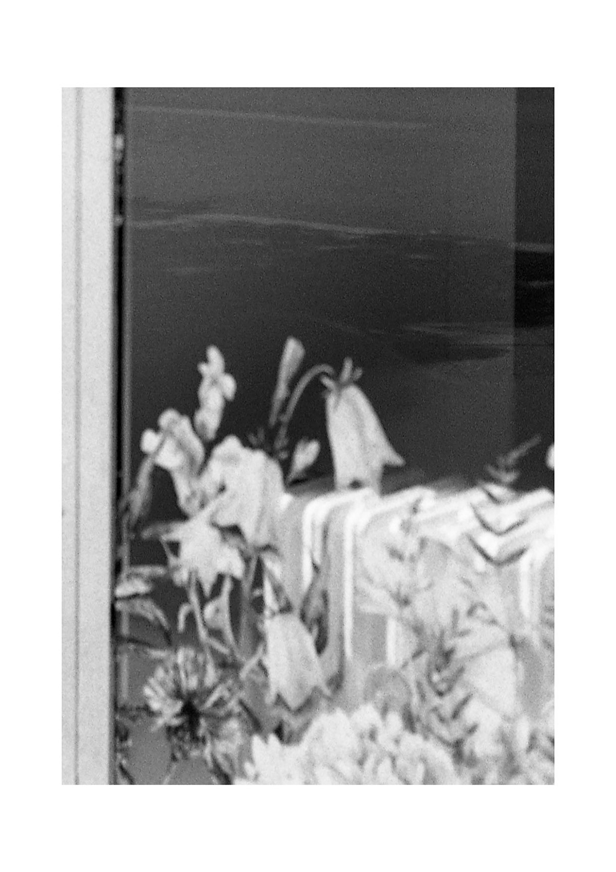 artificial plants, from photographic series 23/7 not available