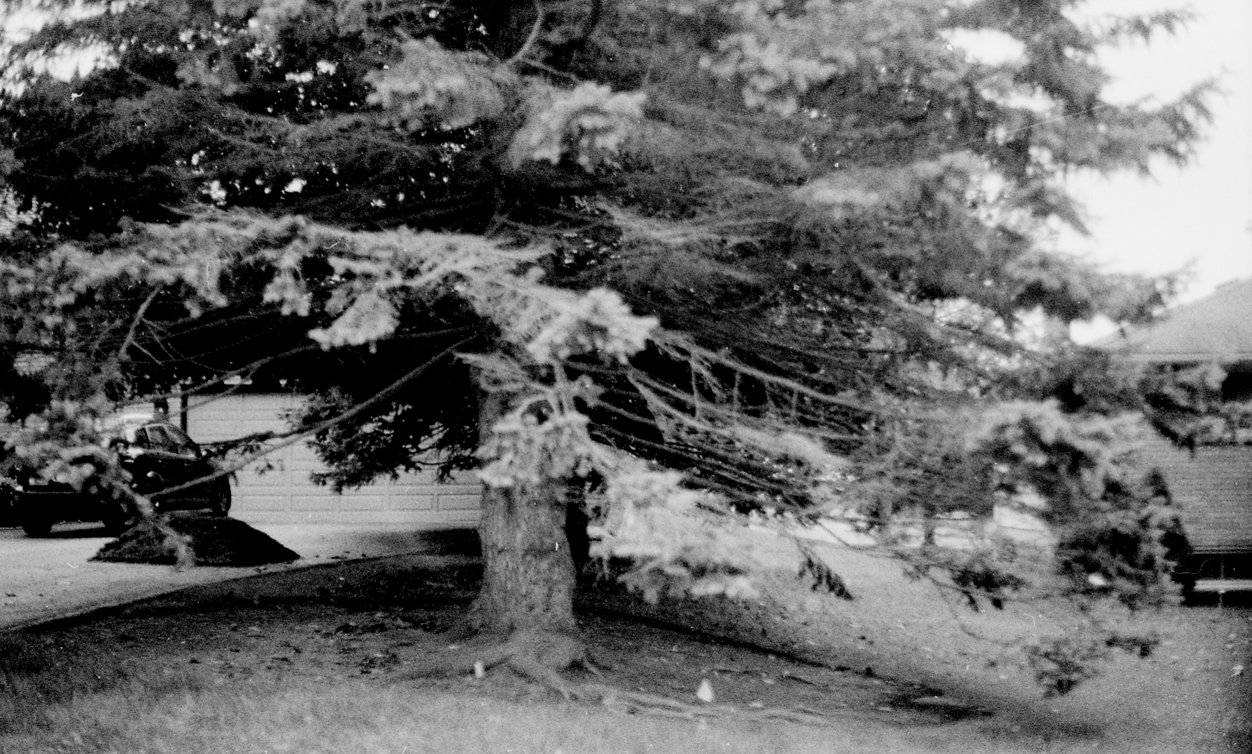 Tree in Cookstown on expired Fujifilm