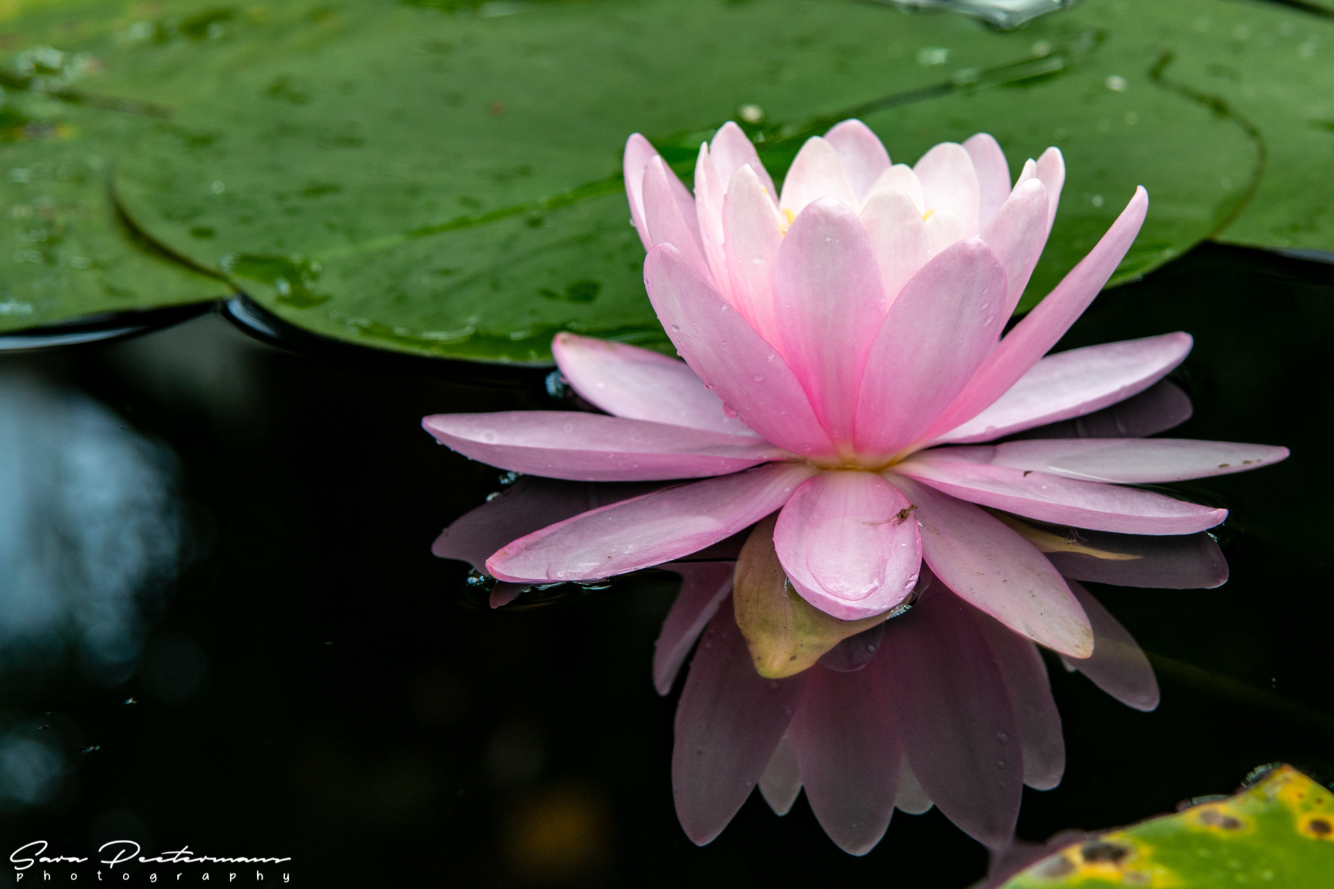 Plantentuin Meise
