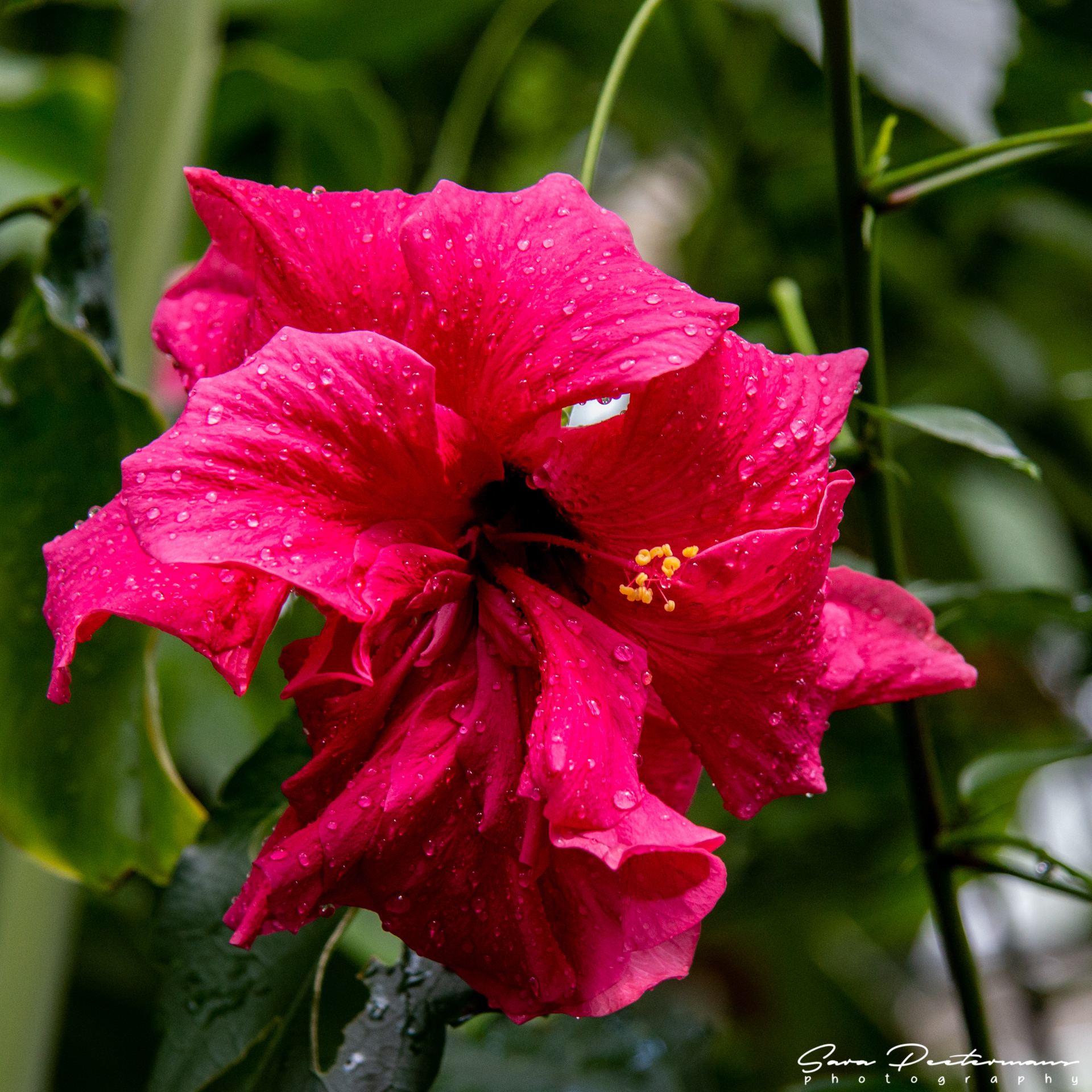 Plantentuin Meise