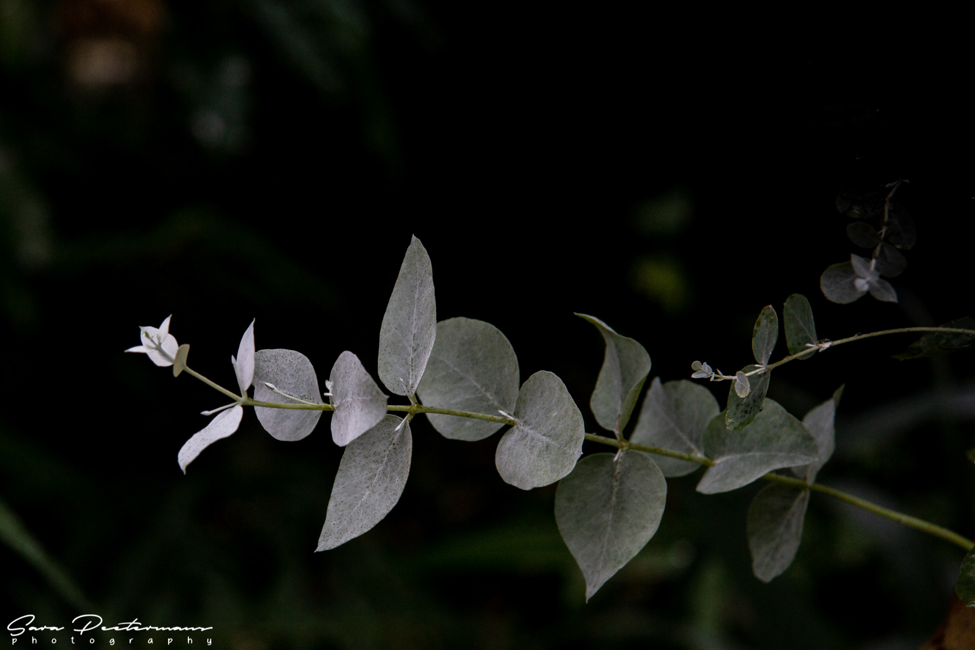 Plantentuin Meise
