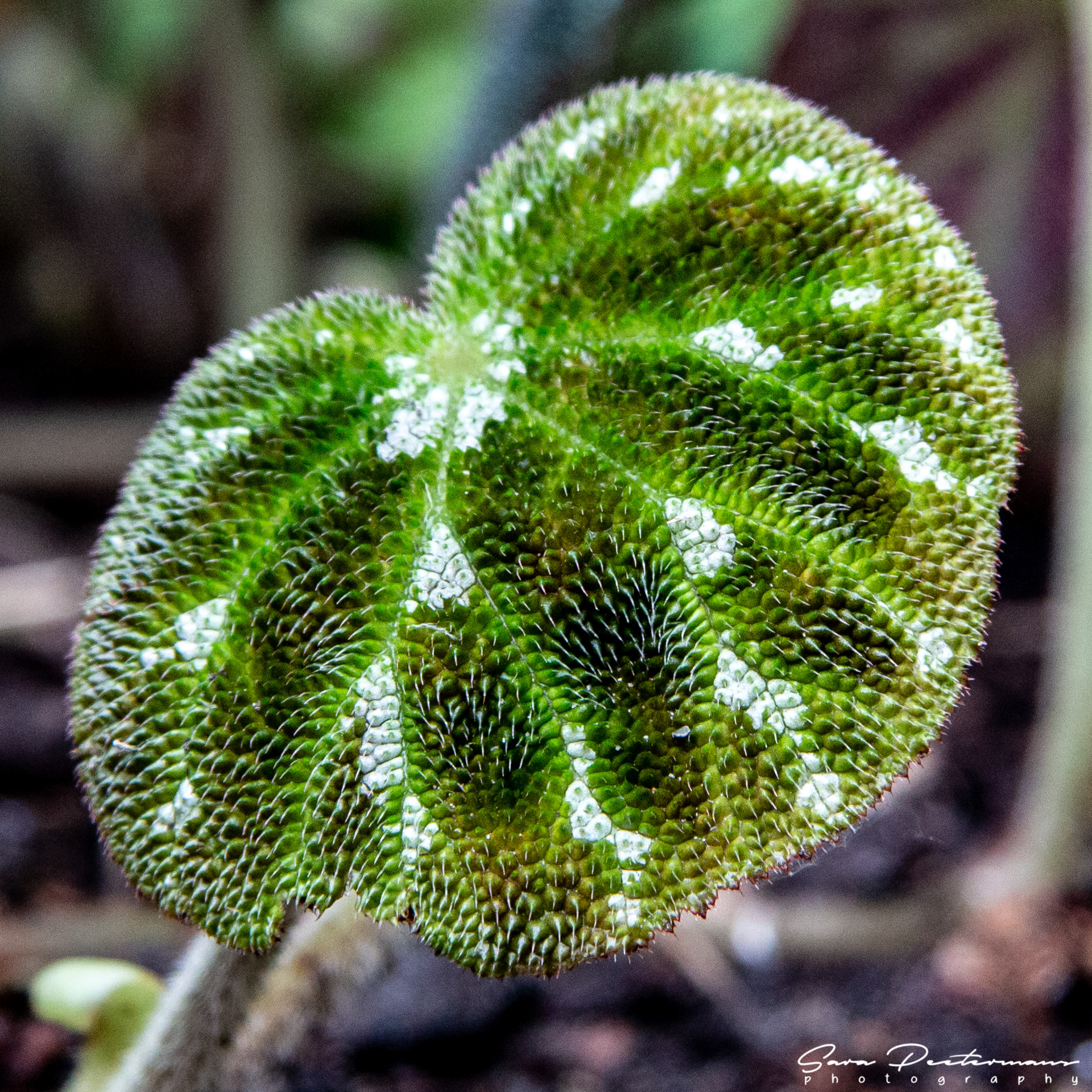 Plantentuin Meise