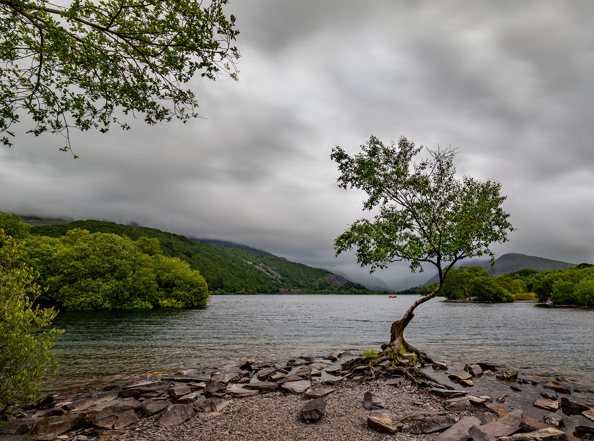 Lone Tree