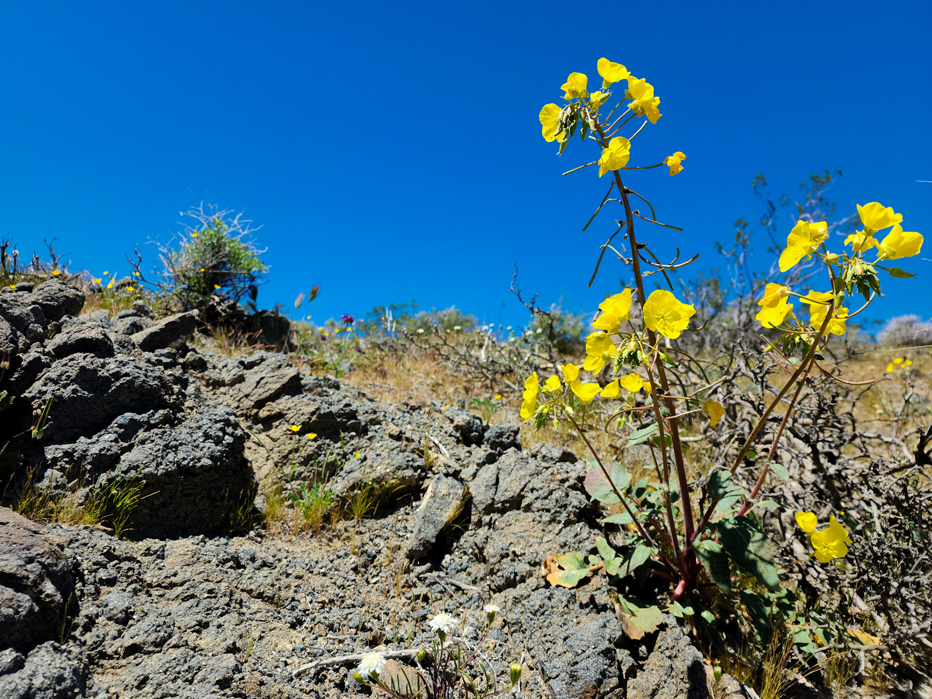 Yellow cups (Camissonia brevipes)