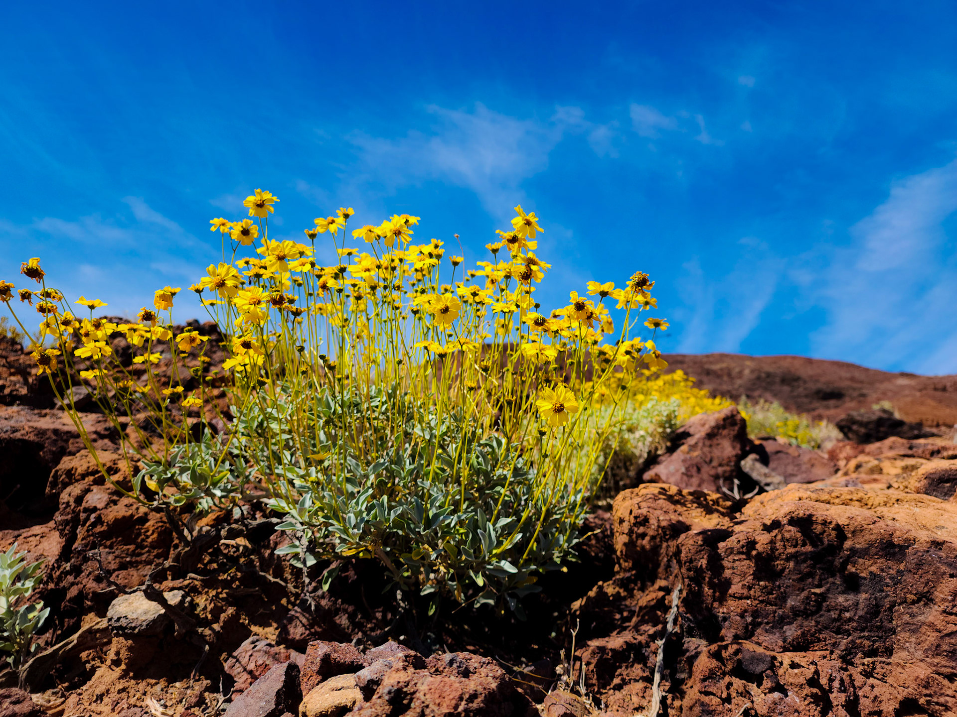 Desert Sunflower (Geraea canescens)