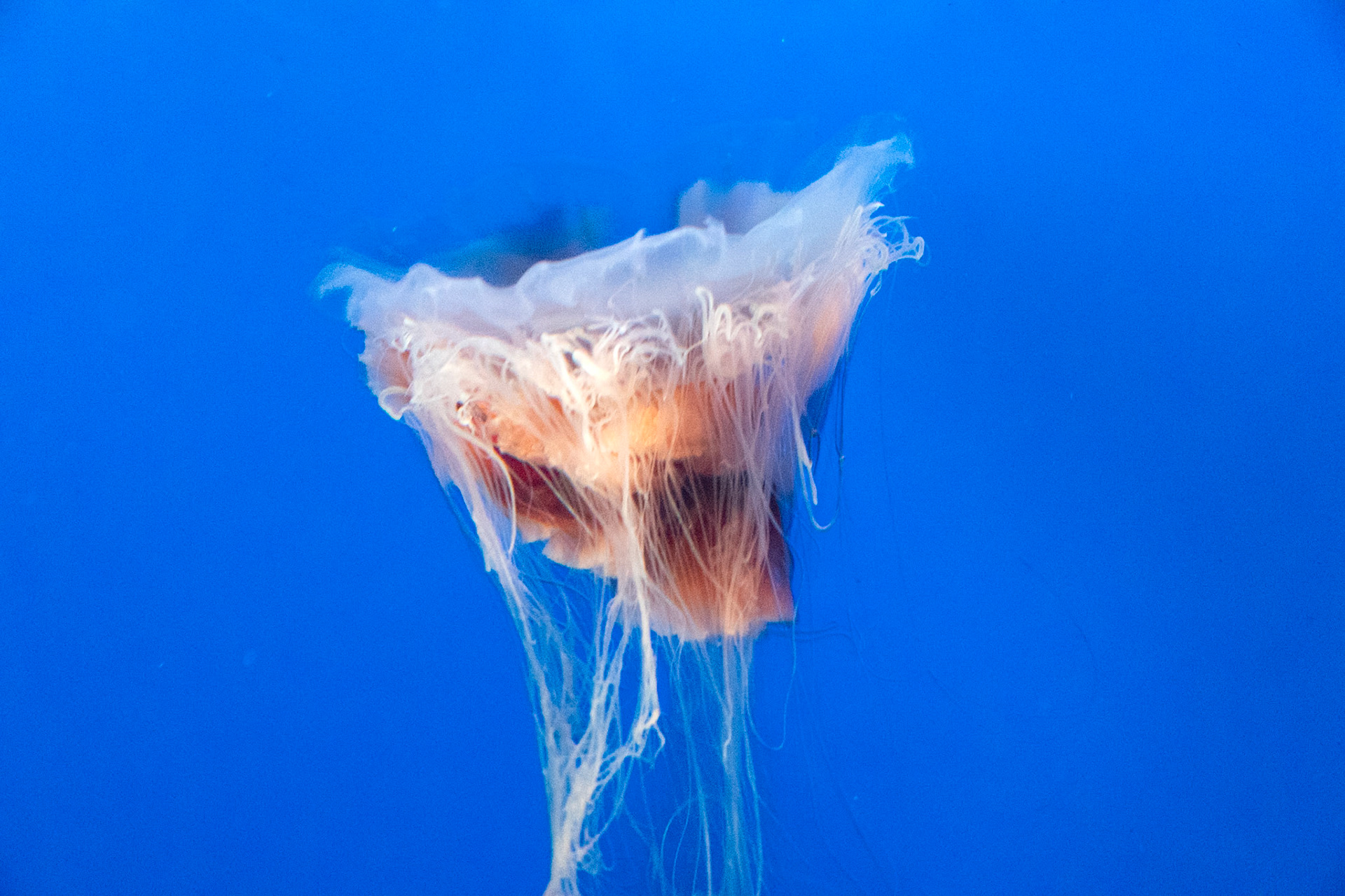 Jelly Fish Waikiki Aquarium Hawaii 2024