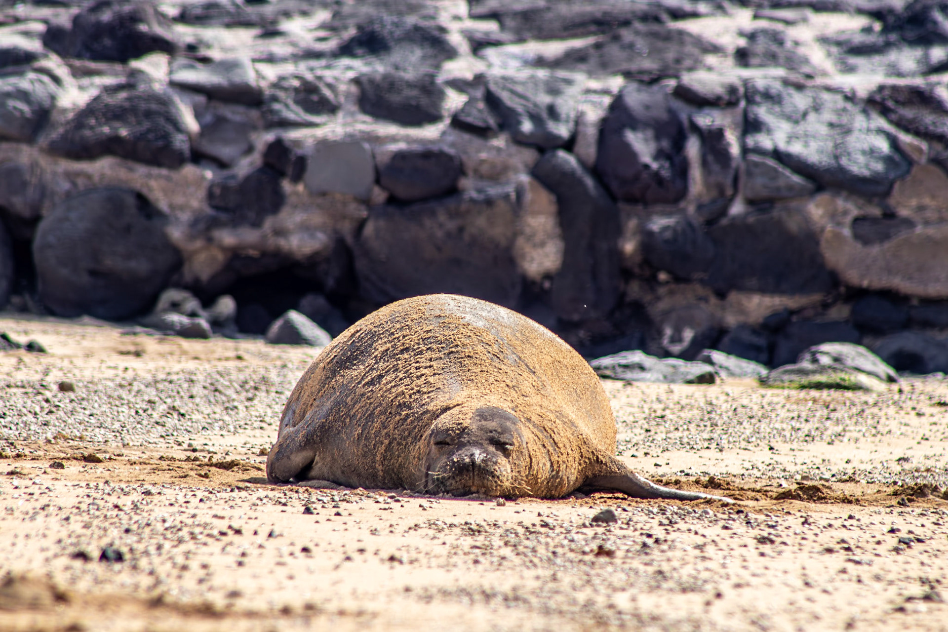 Hawaiian Monk Seal Hawaii 2024