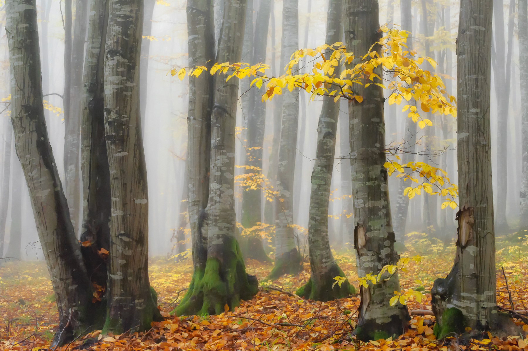 Forest in the Fall, Maramures, Romania