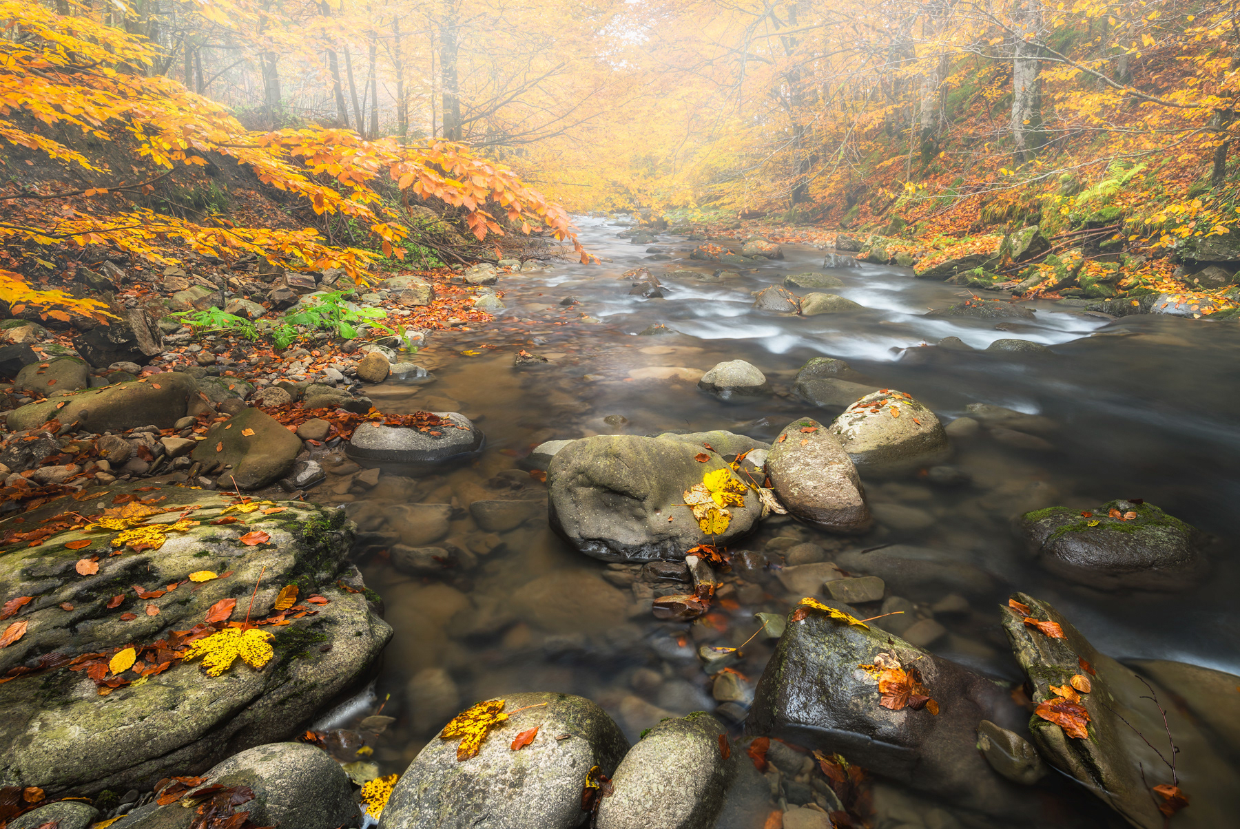 Forest Creek, Maramures, Romania