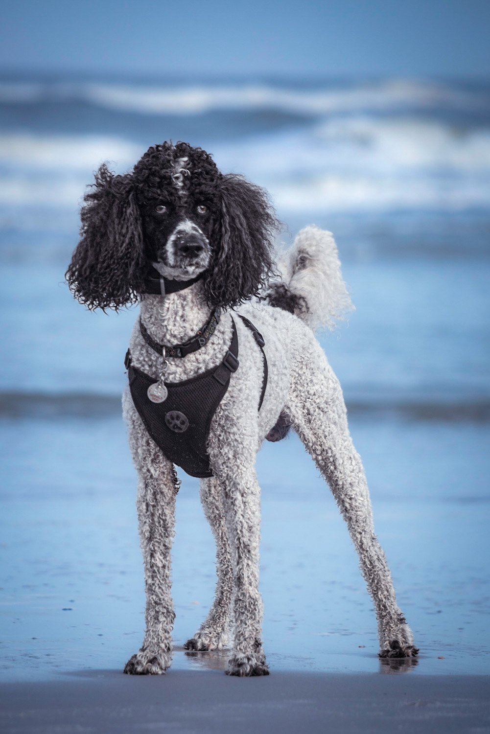 Pet Photographer Ponte Vedra Beach