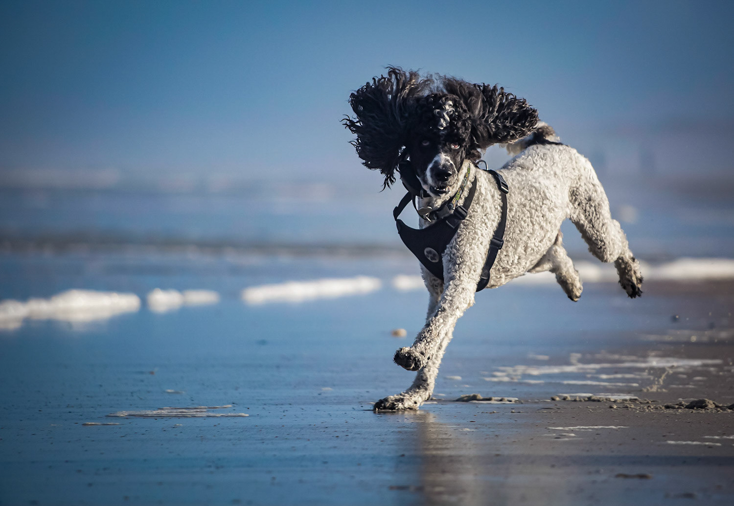 Pet Photographer Ponte Vedra Beach