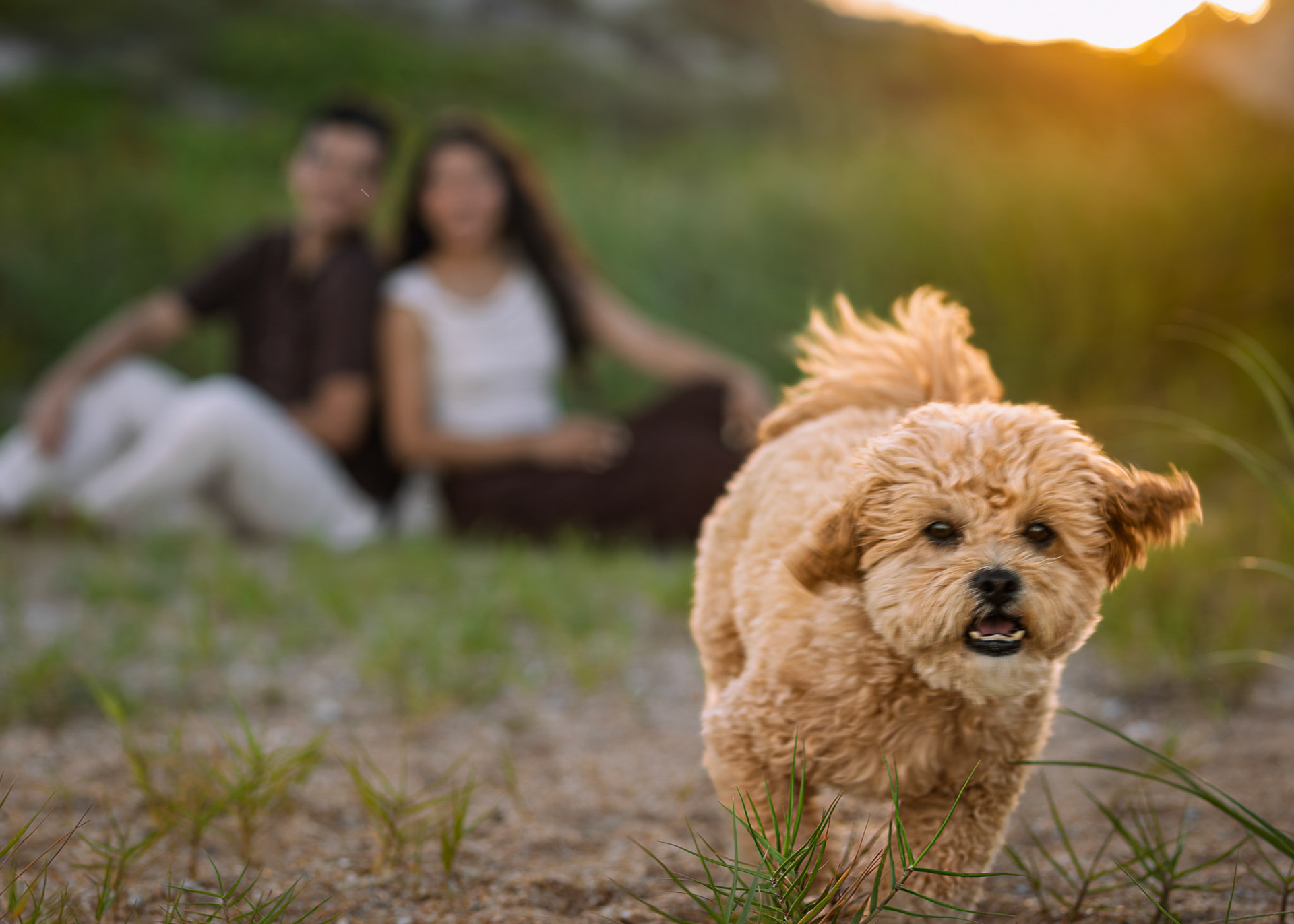 Pet Photographer Ponte Vedra Beach