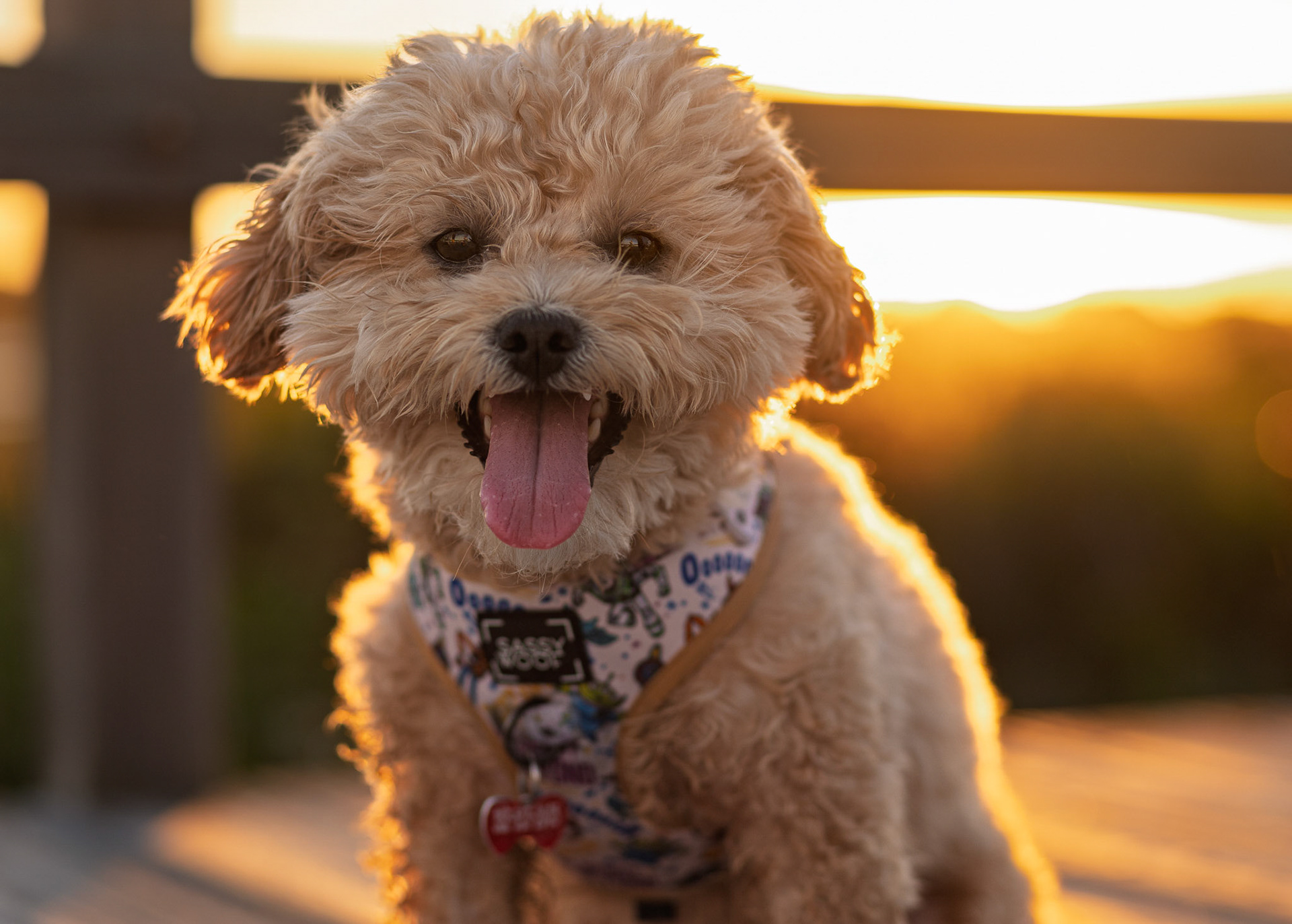 Pet Photographer Ponte Vedra Beach