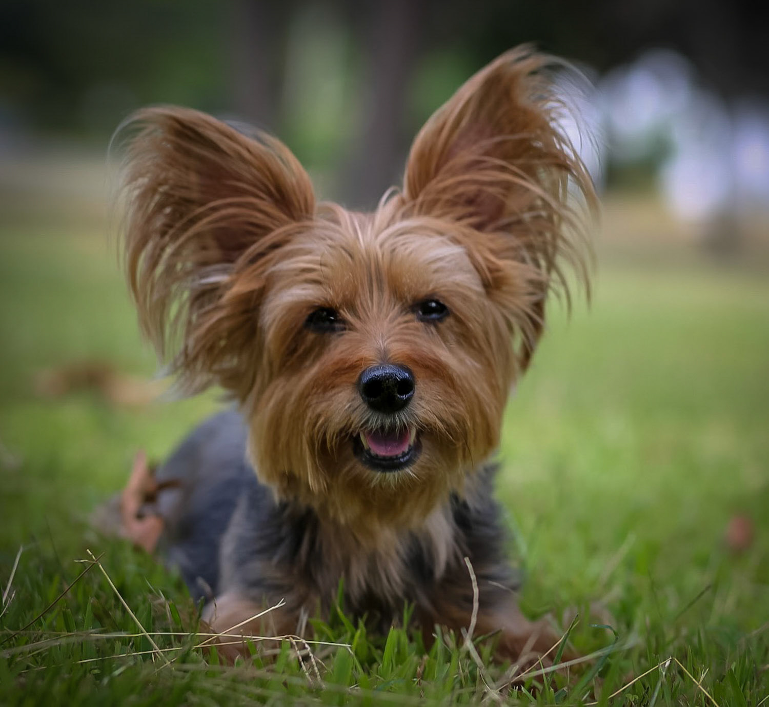 Pet Photographer Jacksonville