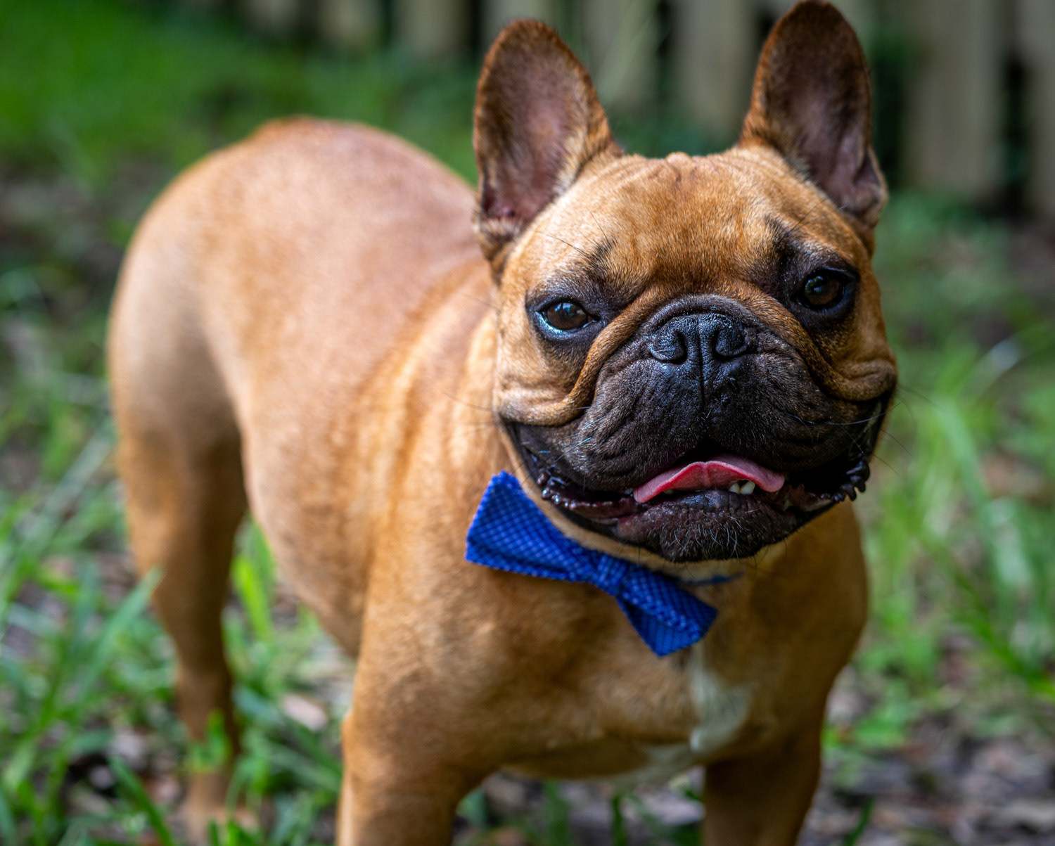 Pet Photographer Ponte Vedra area