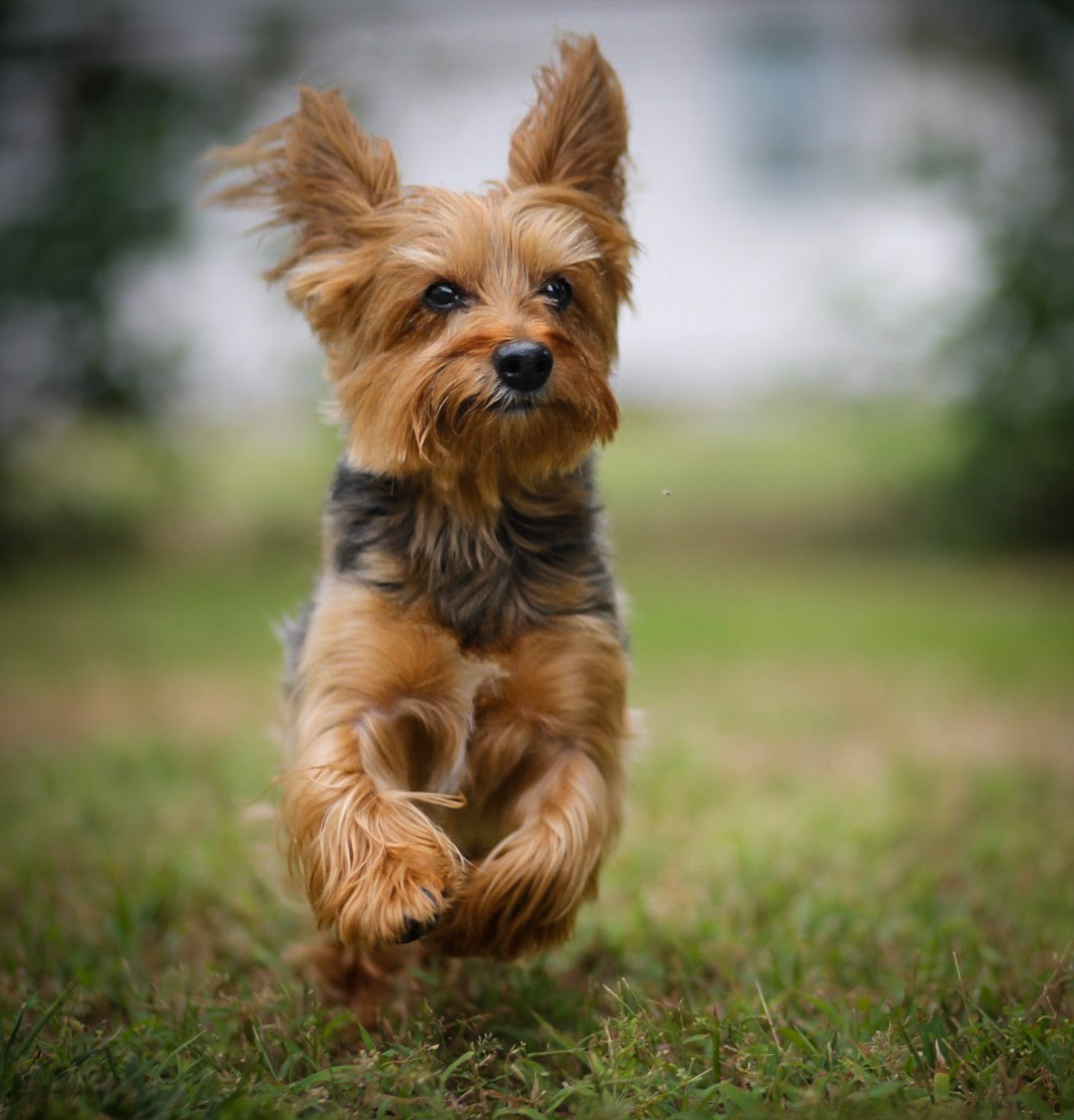 Pet Photographer Jacksonville