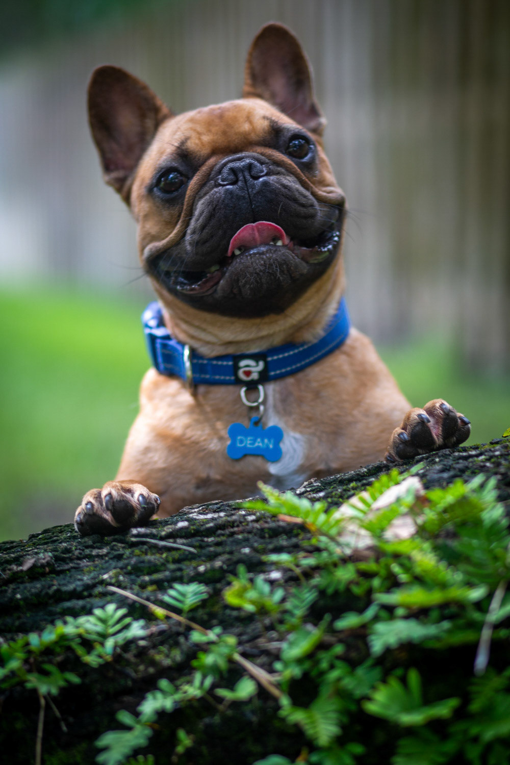 Pet Photographer Ponte Vedra area