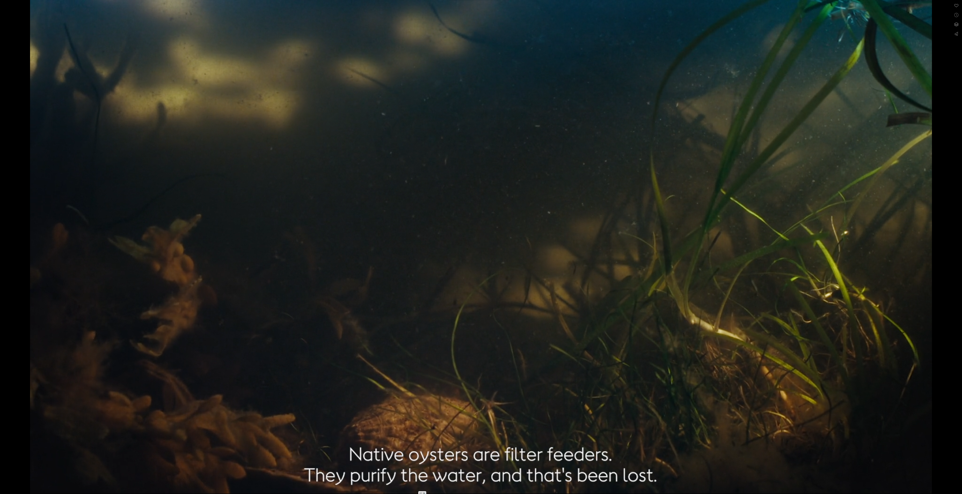 Wilder Humber: Restoring Coastal Ecosystems (Ørsted)