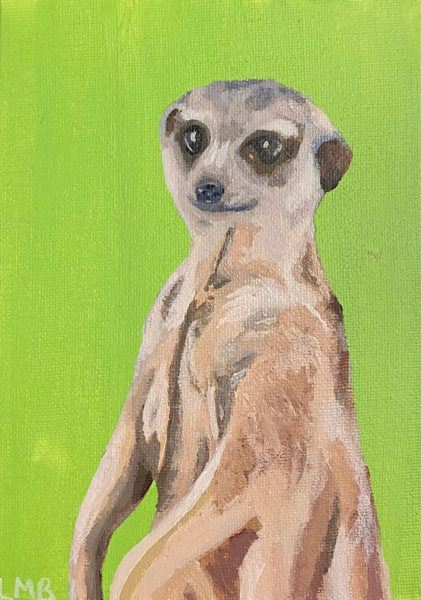 Meerkat