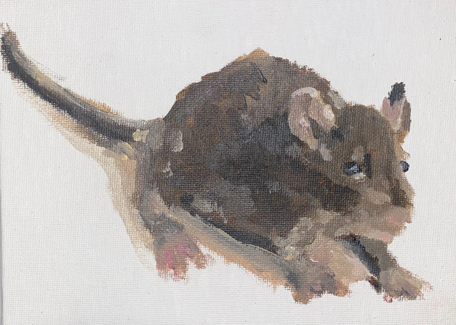 Little Rat