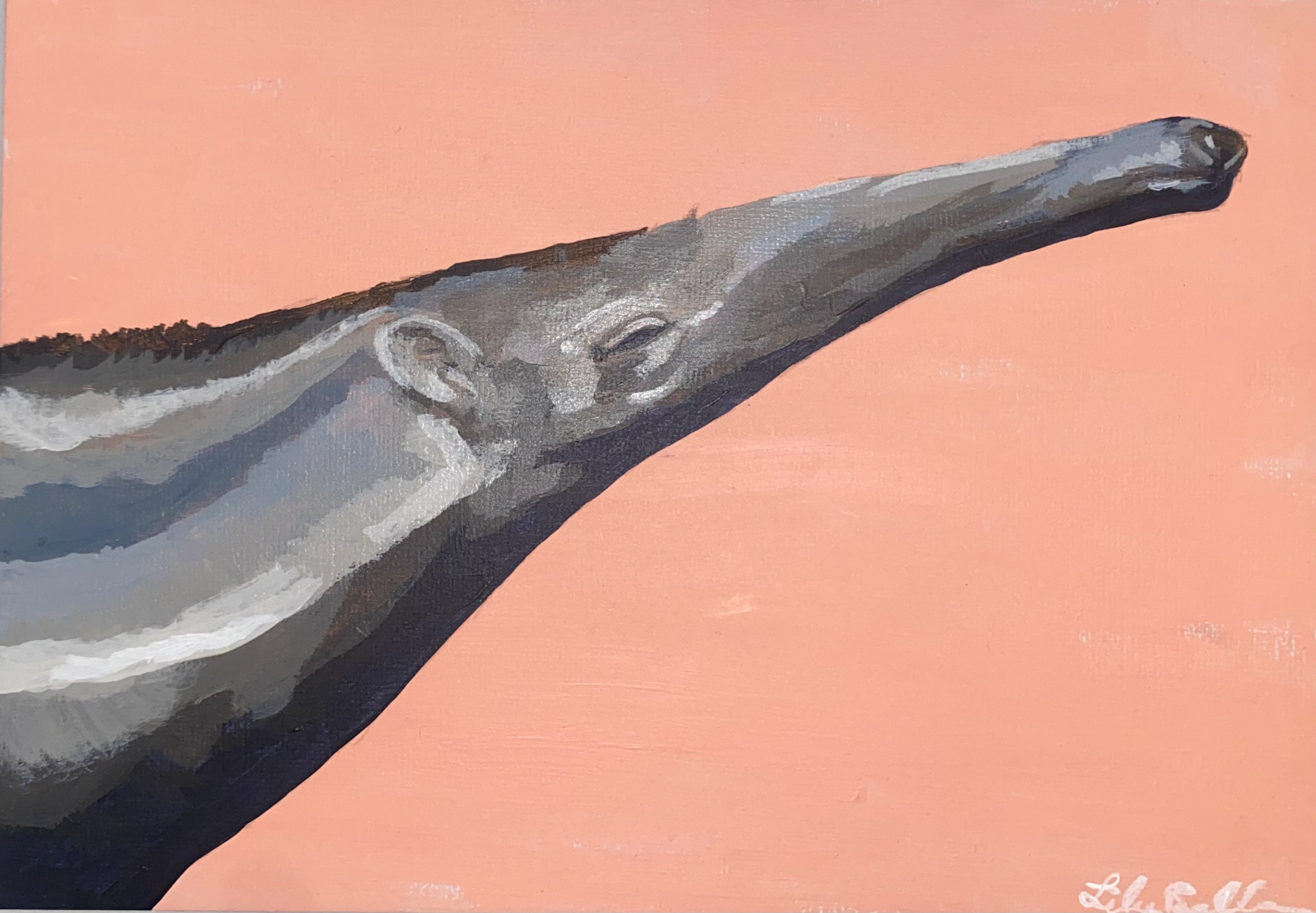 Anteater