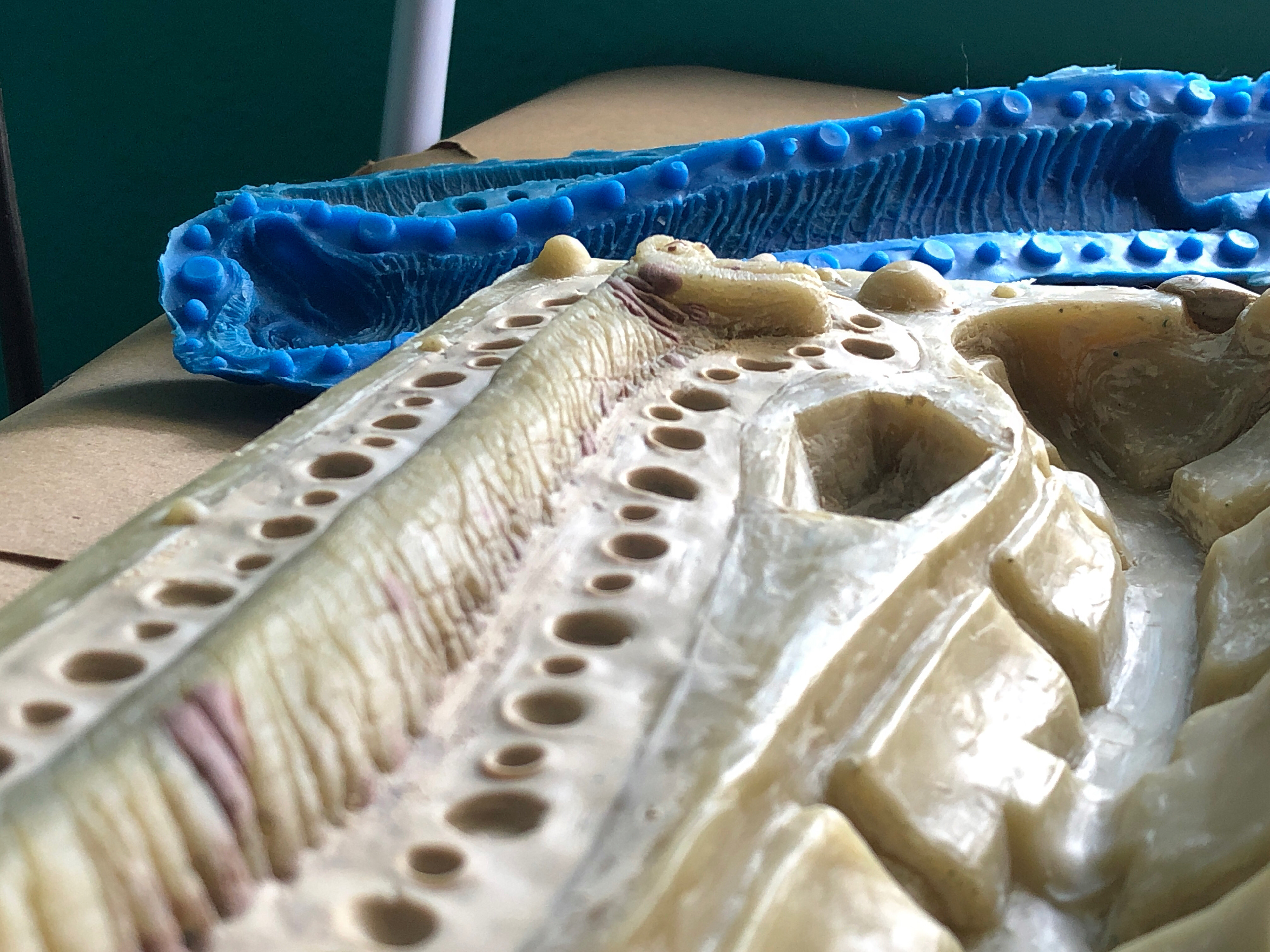 Brachiosaurus Dinner Candle Mold Detail
