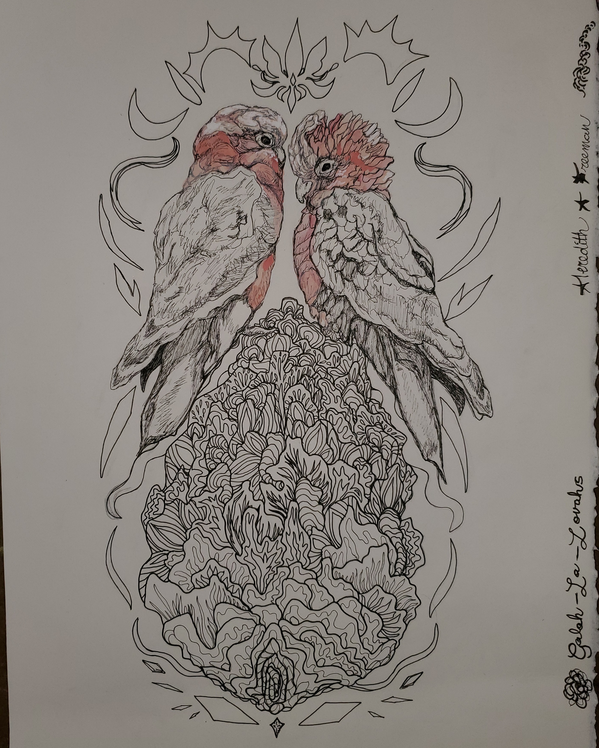 Galah-La-Lovahs, 11" x 8", micron and gouache on watercolor paper