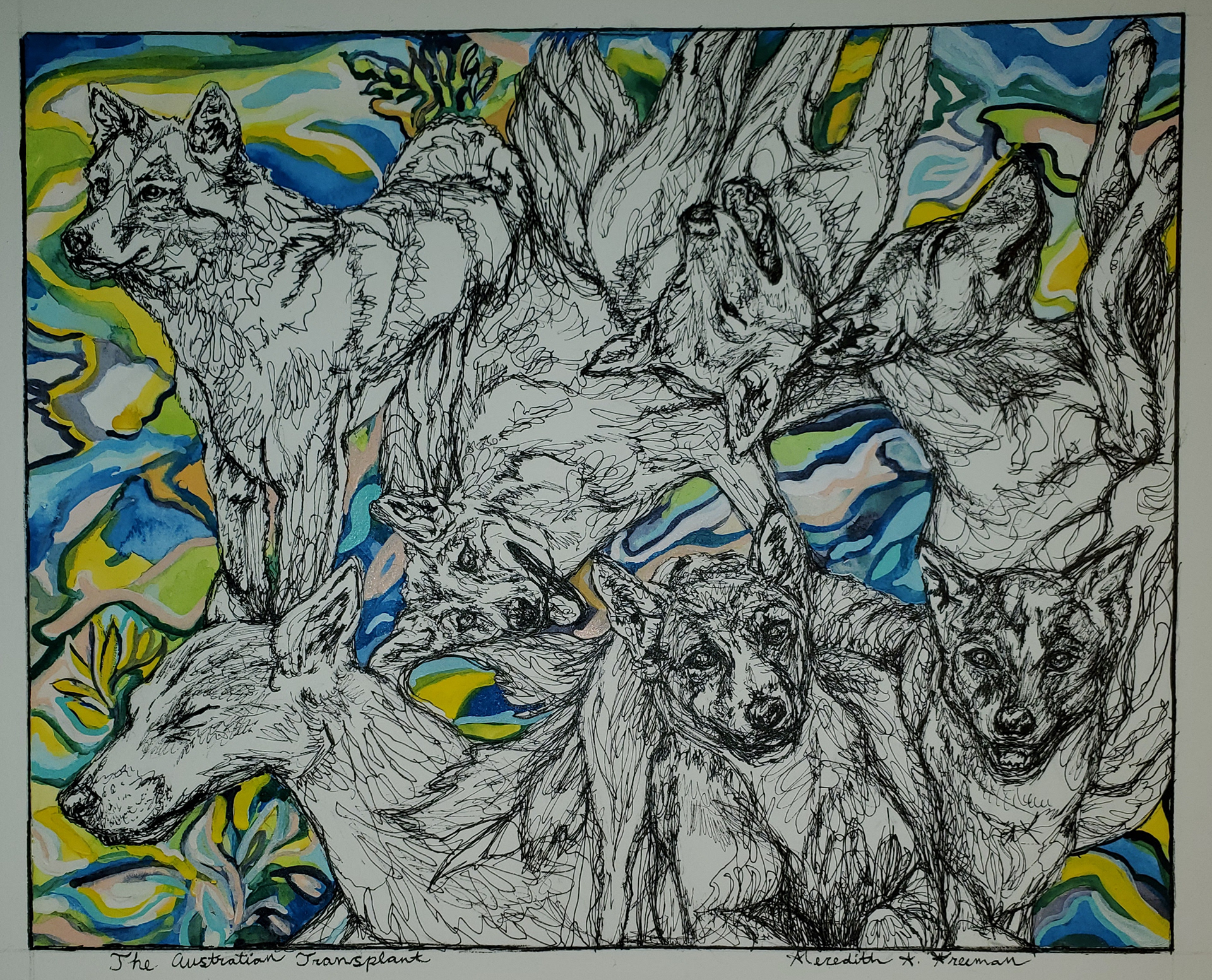 The Australian Transplant, 8"x 10", micron, watercolor, and gouache on watercolor paper