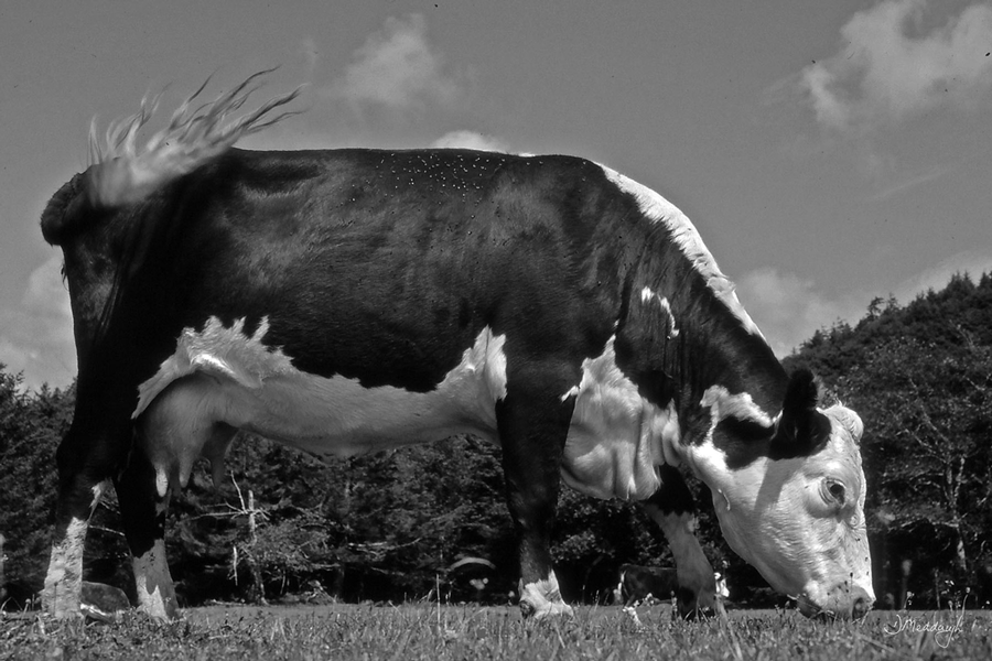 F325 Cow (B&W)