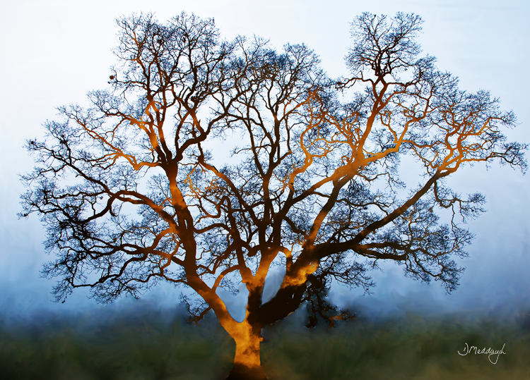 F120 Tree of Grace