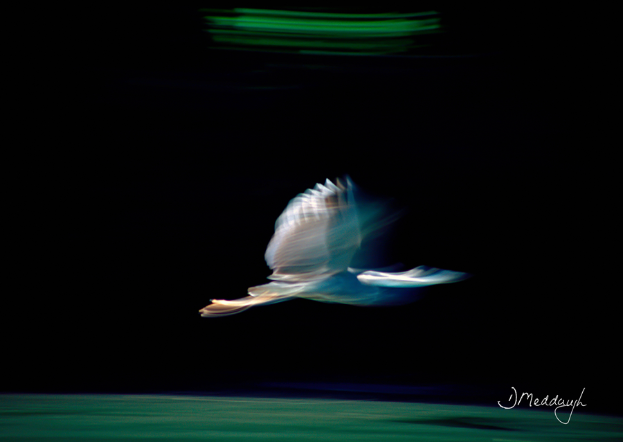 F310 Flight of the Alone