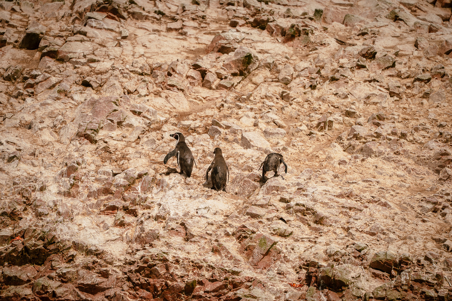Islas Ballestas, Peru