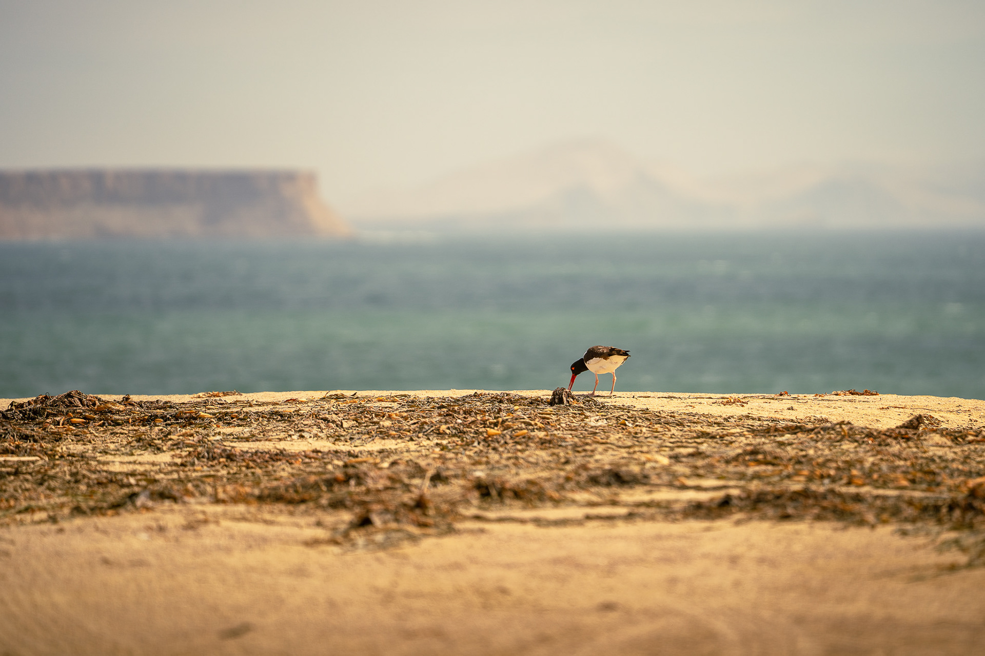 Paracas, Peru